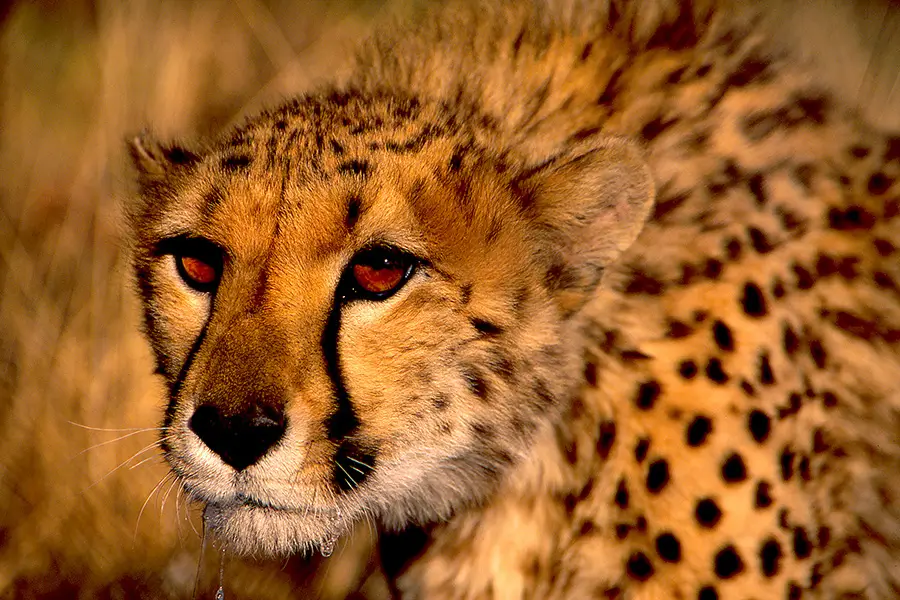Africat Namibie Beatriz Aebischer