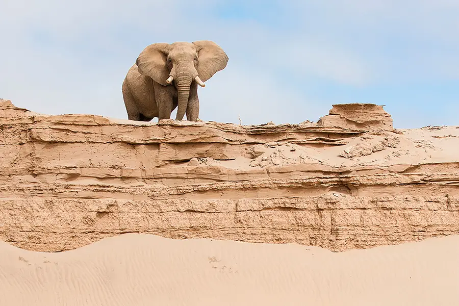 Elephant Namibie Beatriz Aebischer