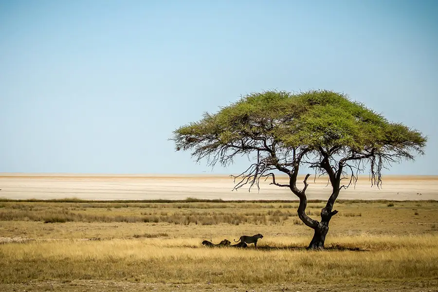 Etosha Namibie Beatriz Aebischer
