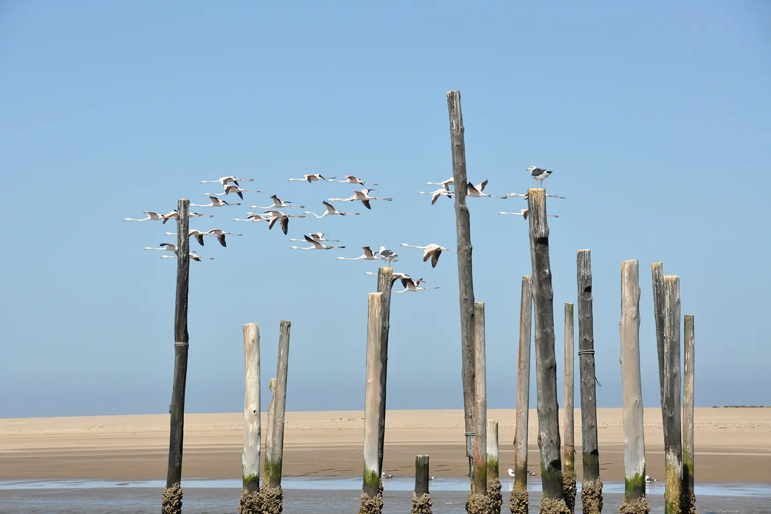 Walvis Namibie Beatriz Aebischer